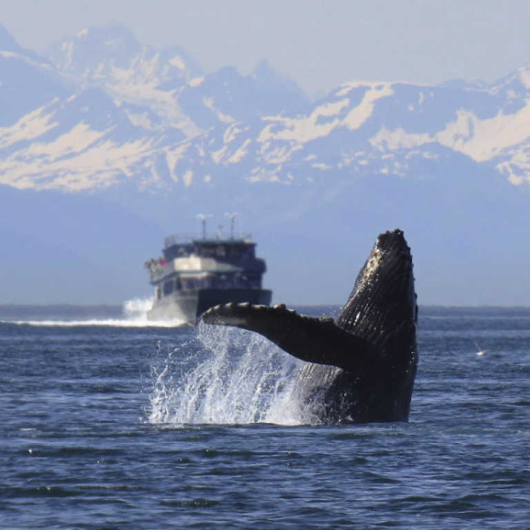 whale watching is a popular activity while on an alaska cruise